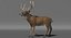 White-tailed Deer