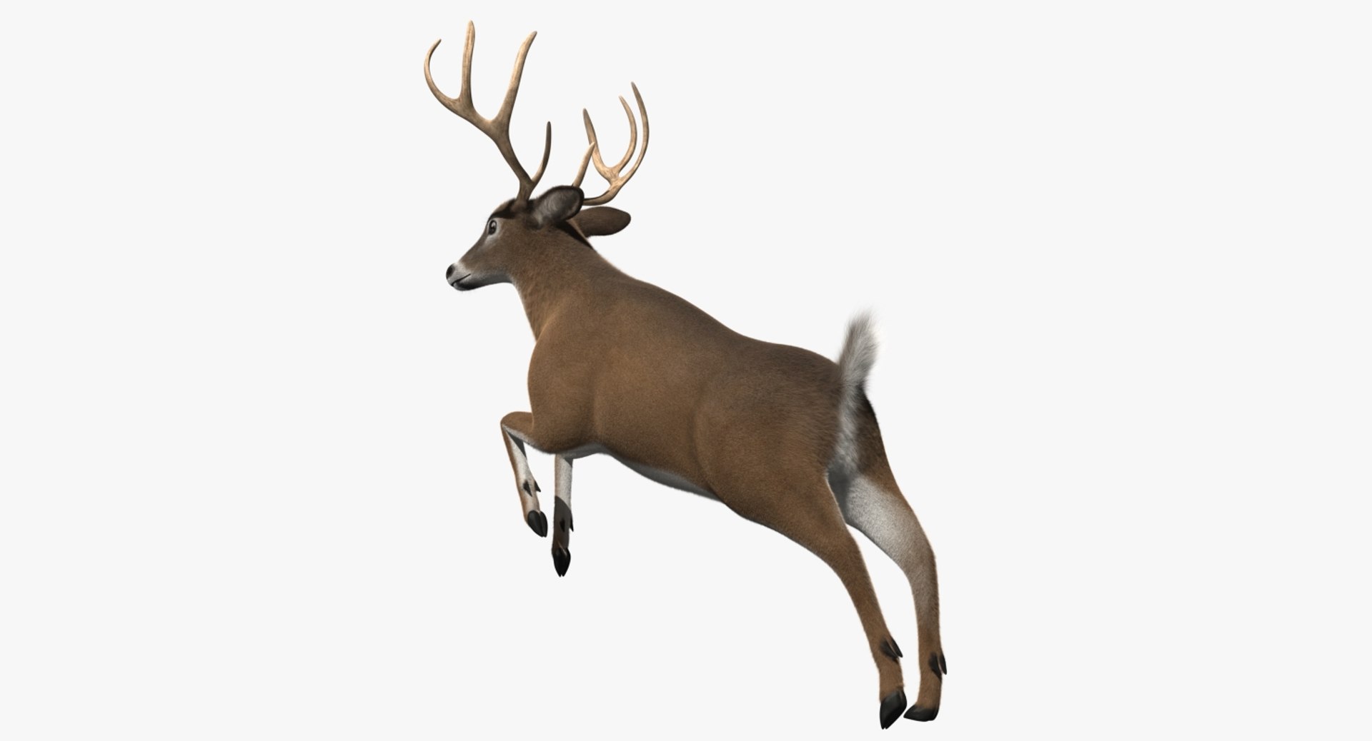 3d white-tailed deer tail https://p.turbosquid.com/ts-thumb/Sw/1FYVGD/Zfkir7NT/rp04/jpg/1475558383/1920x1080/fit_q87/edc29a9cc0d38856351400eb2bdf200e678b75e3/rp04.jpg