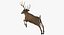 White-tailed Deer