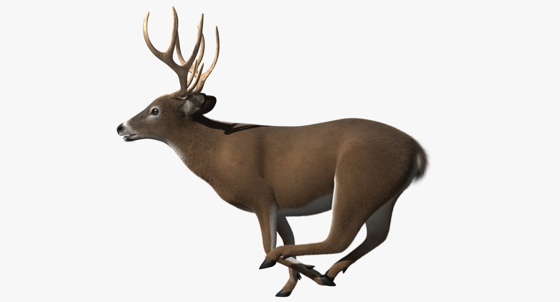 3d white-tailed deer tail https://p.turbosquid.com/ts-thumb/Sw/1FYVGD/g5F601Zd/rp05/jpg/1475558383/1920x1080/fit_q87/b3c7de8ab044a51da94972a3149e9870206b0dde/rp05.jpg
