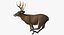 White-tailed Deer