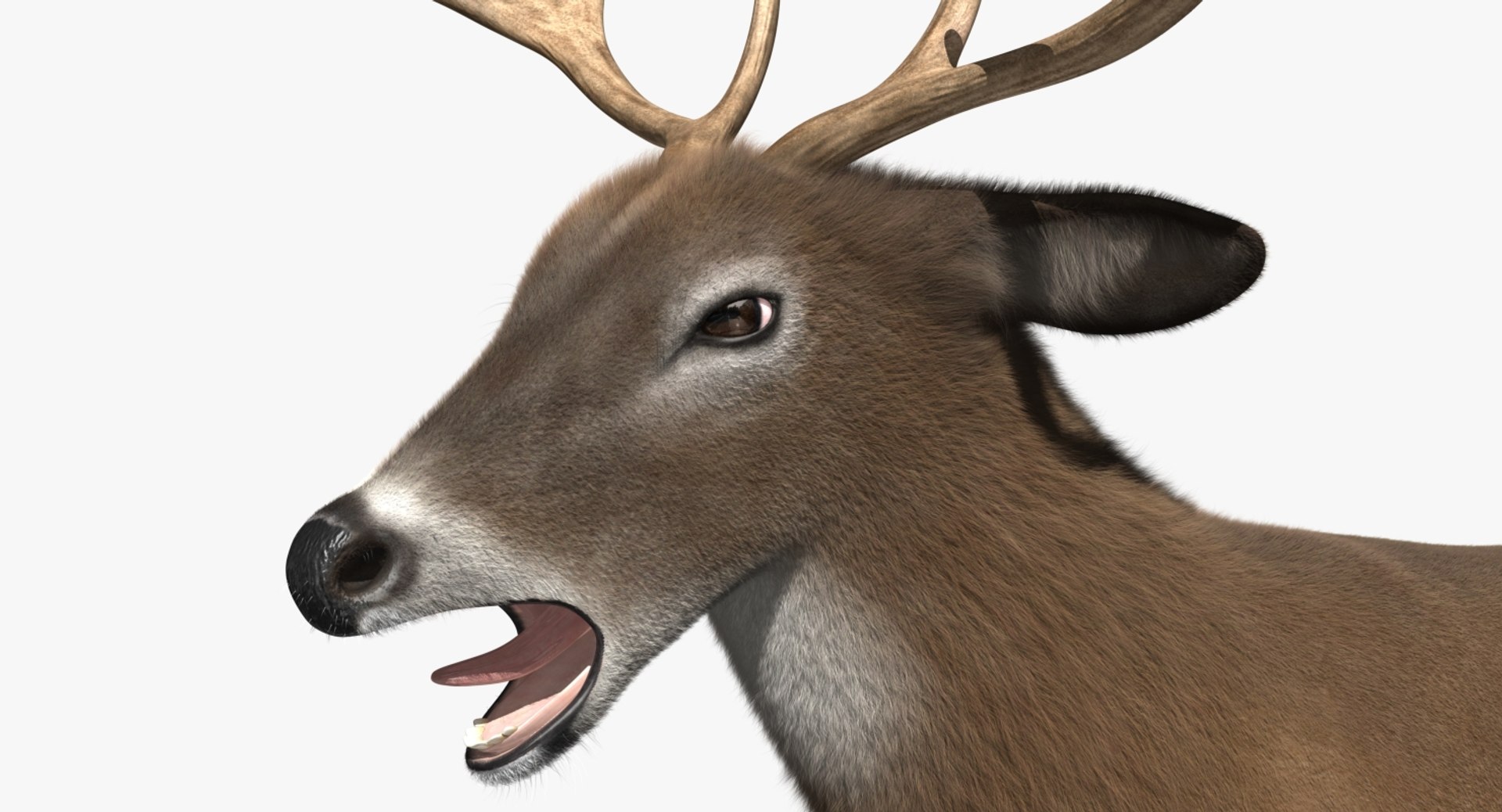 3d white-tailed deer tail https://p.turbosquid.com/ts-thumb/Sw/1FYVGD/vFIqmqkr/rp02/jpg/1475558382/1920x1080/fit_q87/d36d556273449d5b2a9aa86d6344e2a9bb7b40ca/rp02.jpg