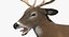White-tailed Deer