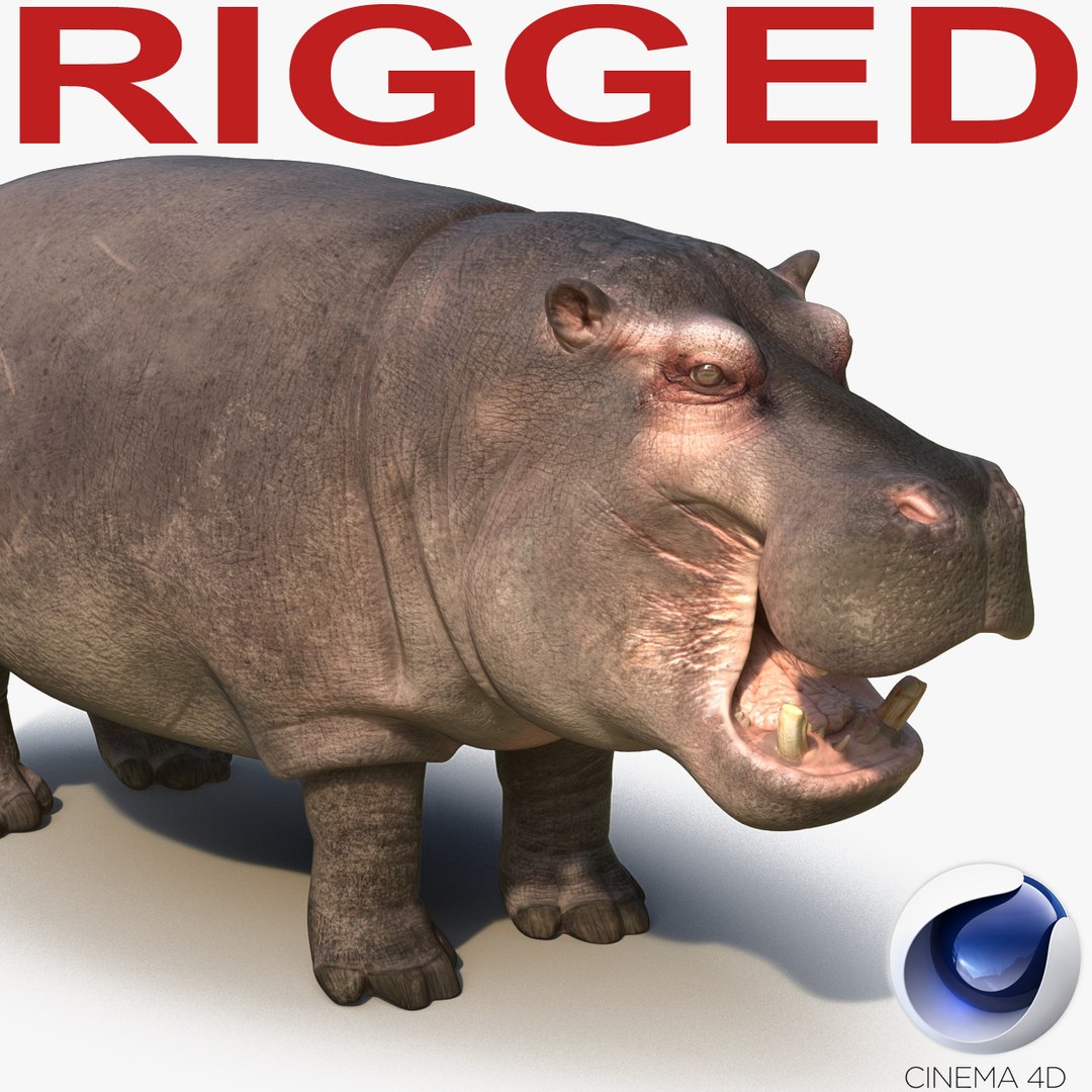 Hippopotamus Rigged for Cinema 4D 3D model preview