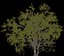 american elm tree 001 model