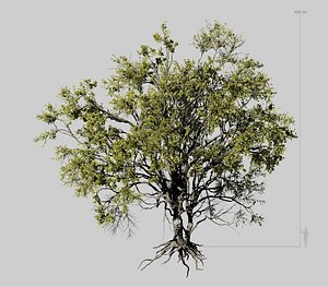 american elm tree 001 model