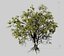 american elm tree 001 model