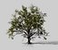 american elm tree 001 model