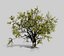 american elm tree 001 model