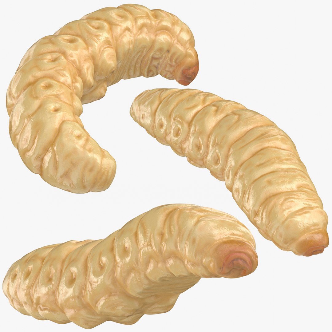 maggots poses 3D https://p.turbosquid.com/ts-thumb/Sw/Iiz3Ik/W0OTtn2R/maggots_poses_thumbnail_07/jpg/1555512415/1920x1080/fit_q87/068f645b9b0a659af1dfa243b2583fd2ebc6971b/maggots_poses_thumbnail_07.jpg