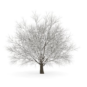 smax hornbeam winter