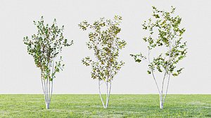 little birch tree 3D model