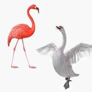 3D Water Birds Animated Rigged for Blender Collection