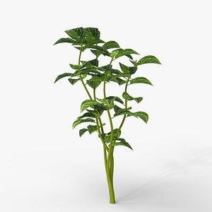Tropical Plant v4