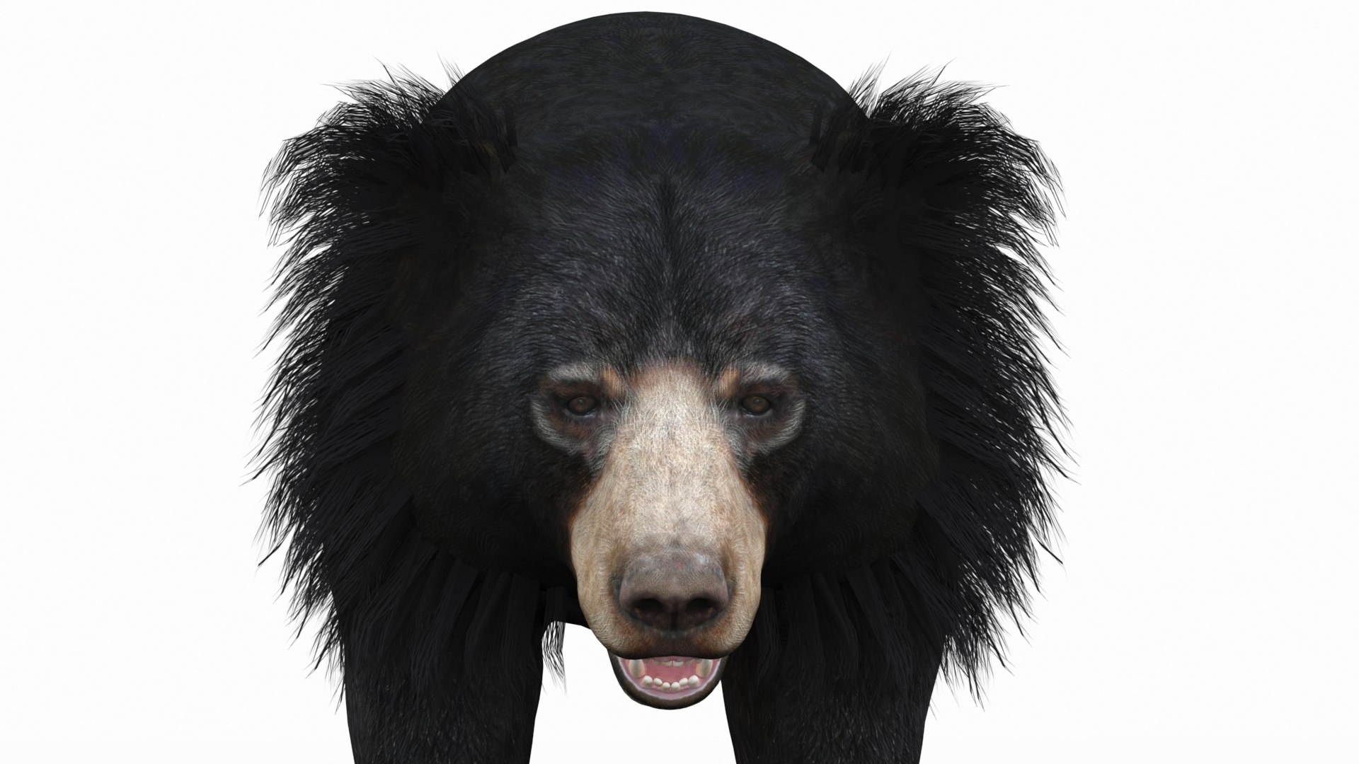 Bear animal 3D model TurboSquid 1637788