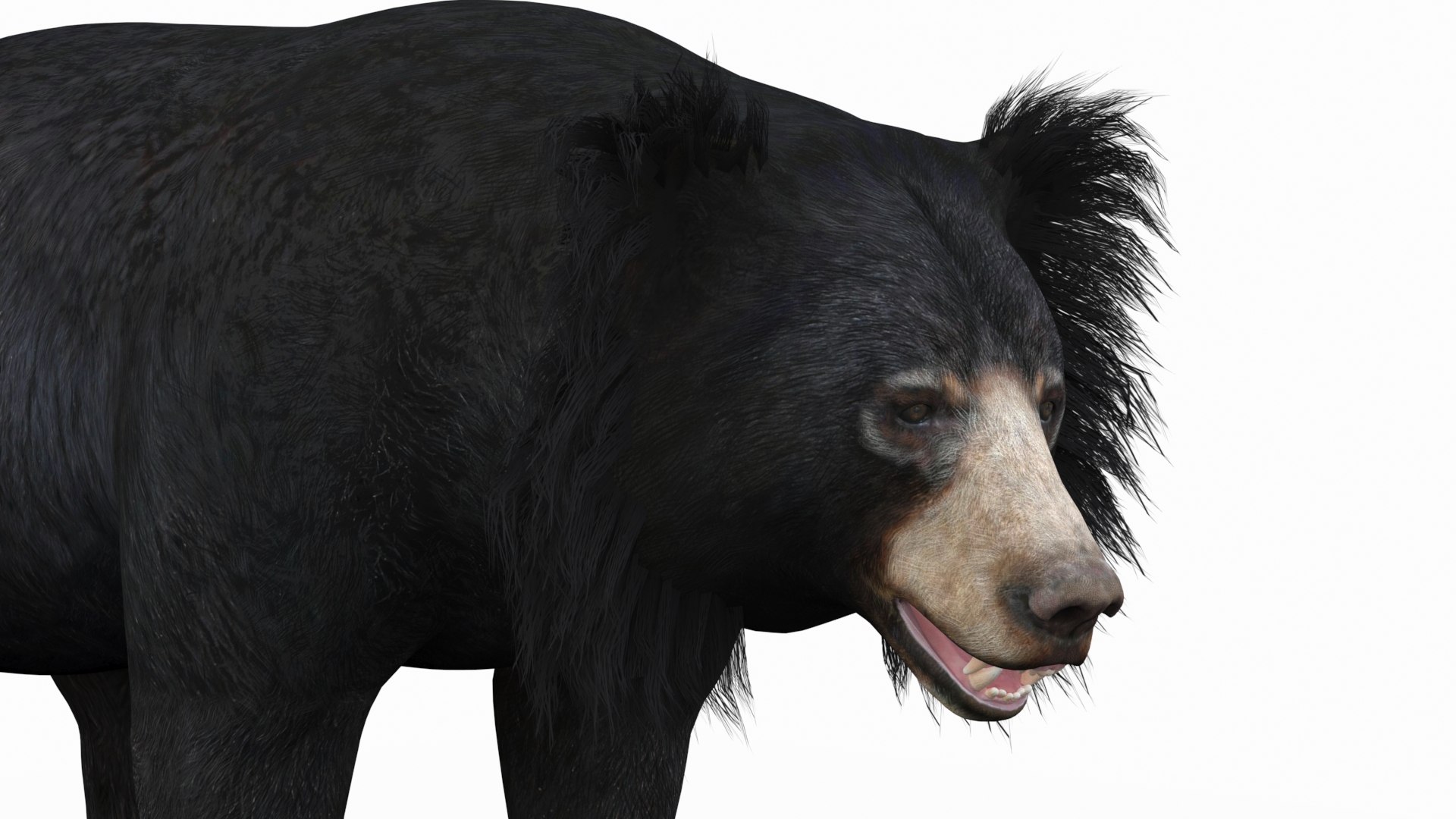 Bear animal 3D model TurboSquid 1637788