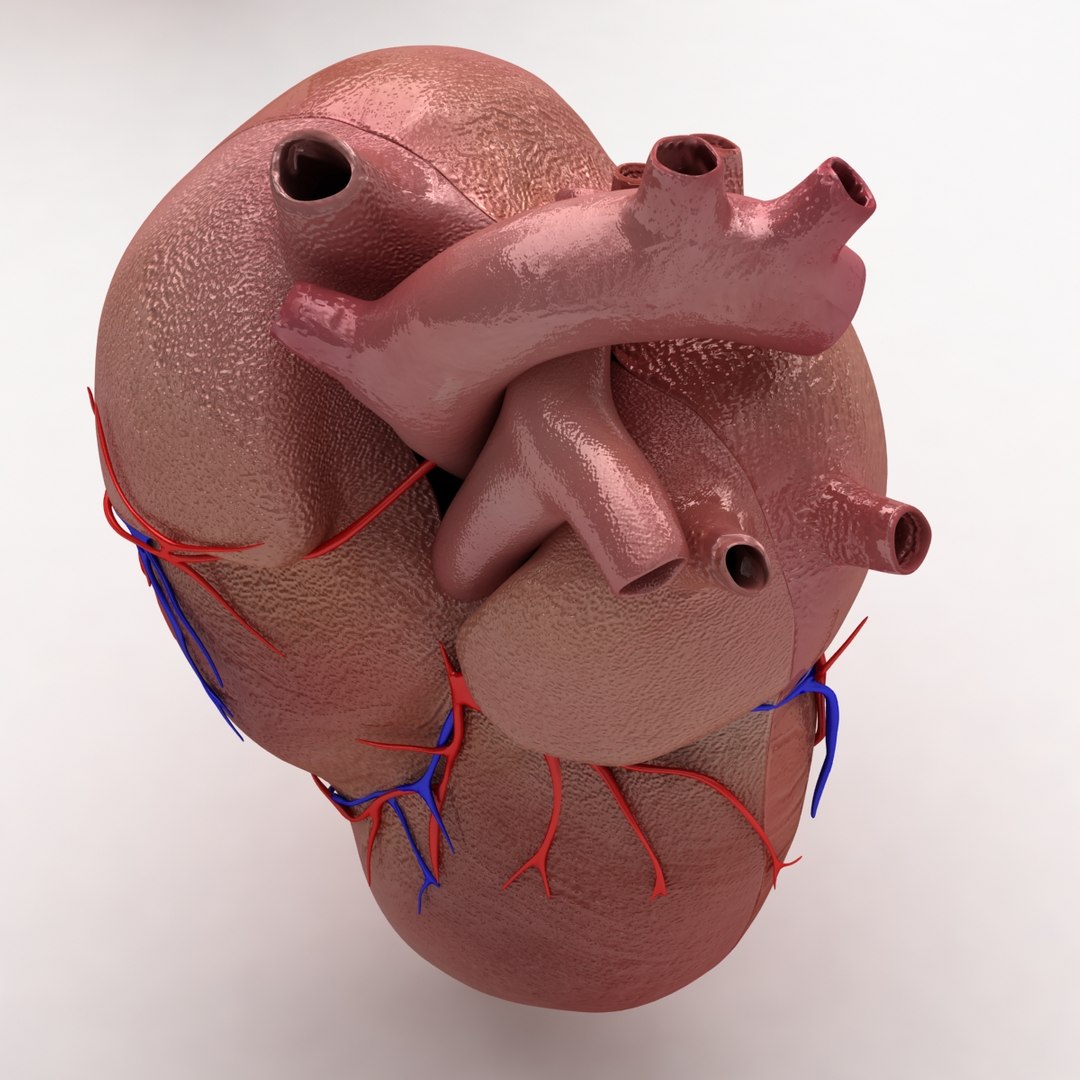c4d dugm01 human heart https://p.turbosquid.com/ts-thumb/Sw/xSHUUy/4bR8Fj7D/heart_010004/jpg/1362517790/1920x1080/fit_q87/42dfefdb3853772cb2d26e0e8170328a8158d2ee/heart_010004.jpg