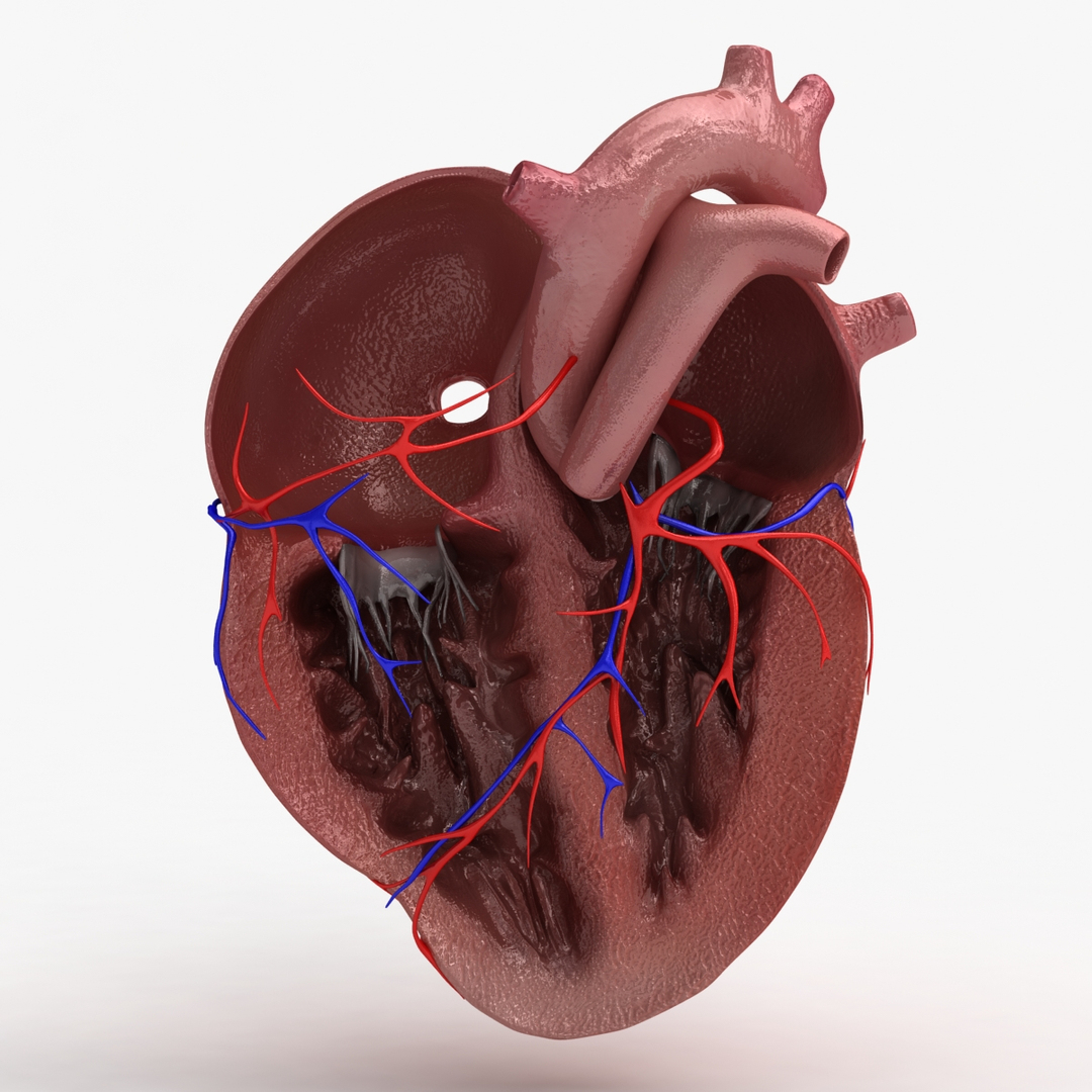 C4d Dugm01 Human Heart