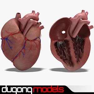 Human Heart