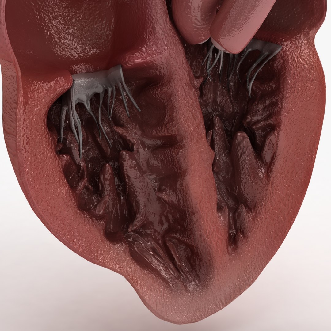 c4d dugm01 human heart https://p.turbosquid.com/ts-thumb/Sw/xSHUUy/IlbOyhg8/heart_010007/jpg/1362517790/1920x1080/fit_q87/bace057ba97abe406bc294261179a45916996c3c/heart_010007.jpg