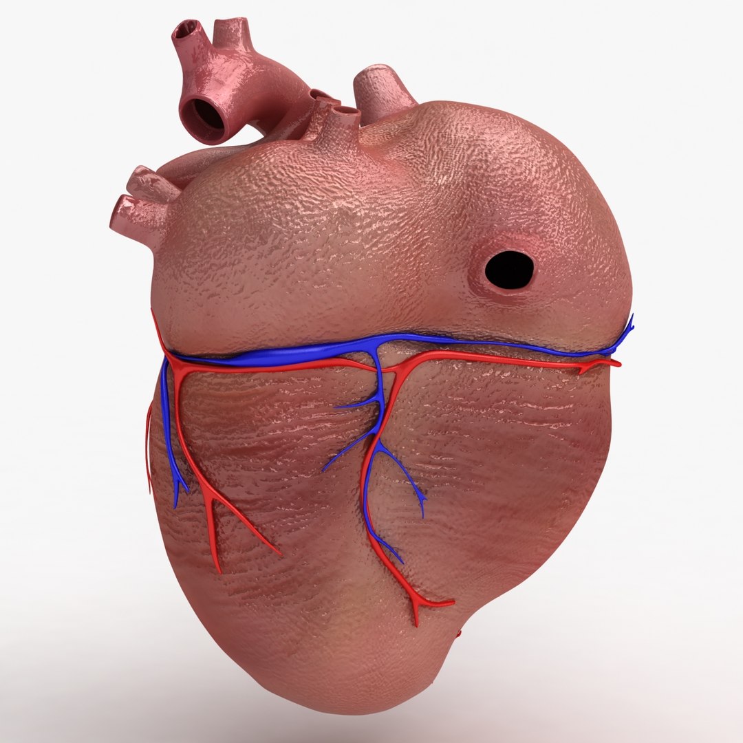 c4d dugm01 human heart https://p.turbosquid.com/ts-thumb/Sw/xSHUUy/Jv43DkKc/heart_010002/jpg/1362517790/1920x1080/fit_q87/43edbf3d201b9e4eabf6f3673eb1b4417ced7070/heart_010002.jpg