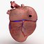 c4d dugm01 human heart