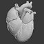 c4d dugm01 human heart