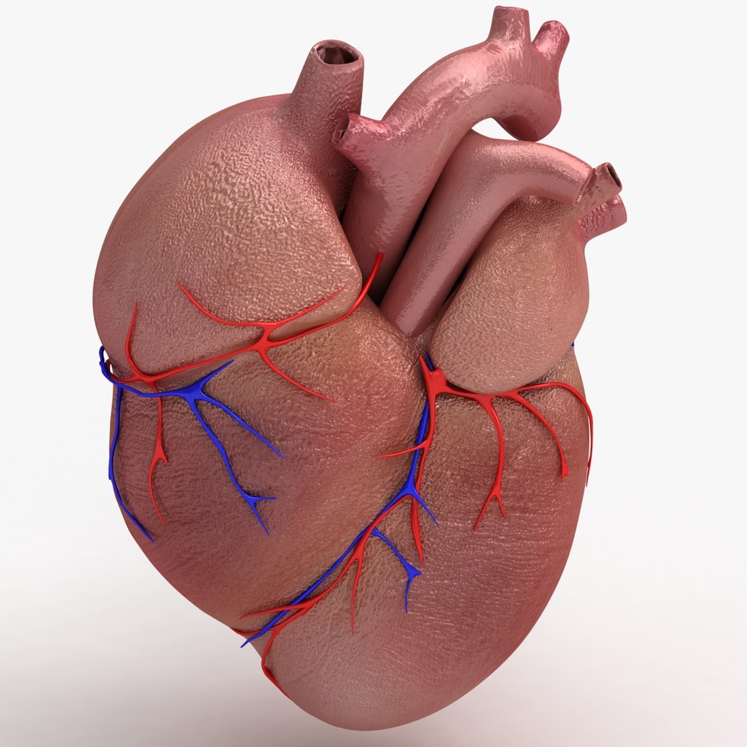 c4d dugm01 human heart https://p.turbosquid.com/ts-thumb/Sw/xSHUUy/lJtynFgU/heart_010001/jpg/1362517790/1920x1080/fit_q87/2d2cb279ab46e529c80b9c2dda038777ff1fe152/heart_010001.jpg