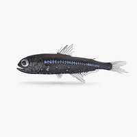 Lanternfish