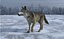 gray wolf 3D