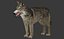 gray wolf 3D