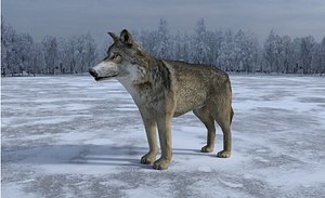gray wolf 3D