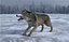 gray wolf 3D