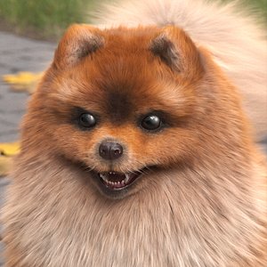 3D Pomeranian Spitz Dog Orange Fur for Cinema 4D