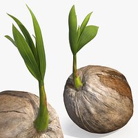 Coconut Seed with Sprouting Shoot Plant
