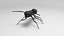 Black Ant