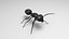 Black Ant