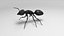 Black Ant