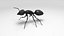 Black Ant