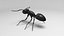 Black Ant