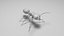 Black Ant