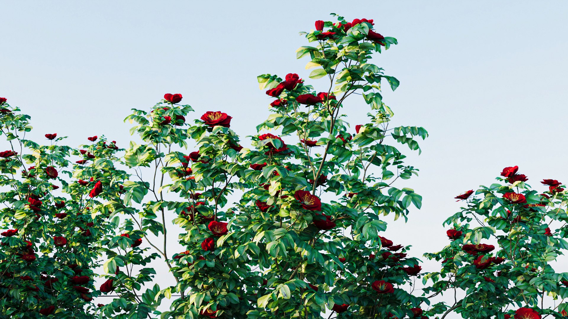 Rosa Rugosa B 3D Model - TurboSquid 2237930