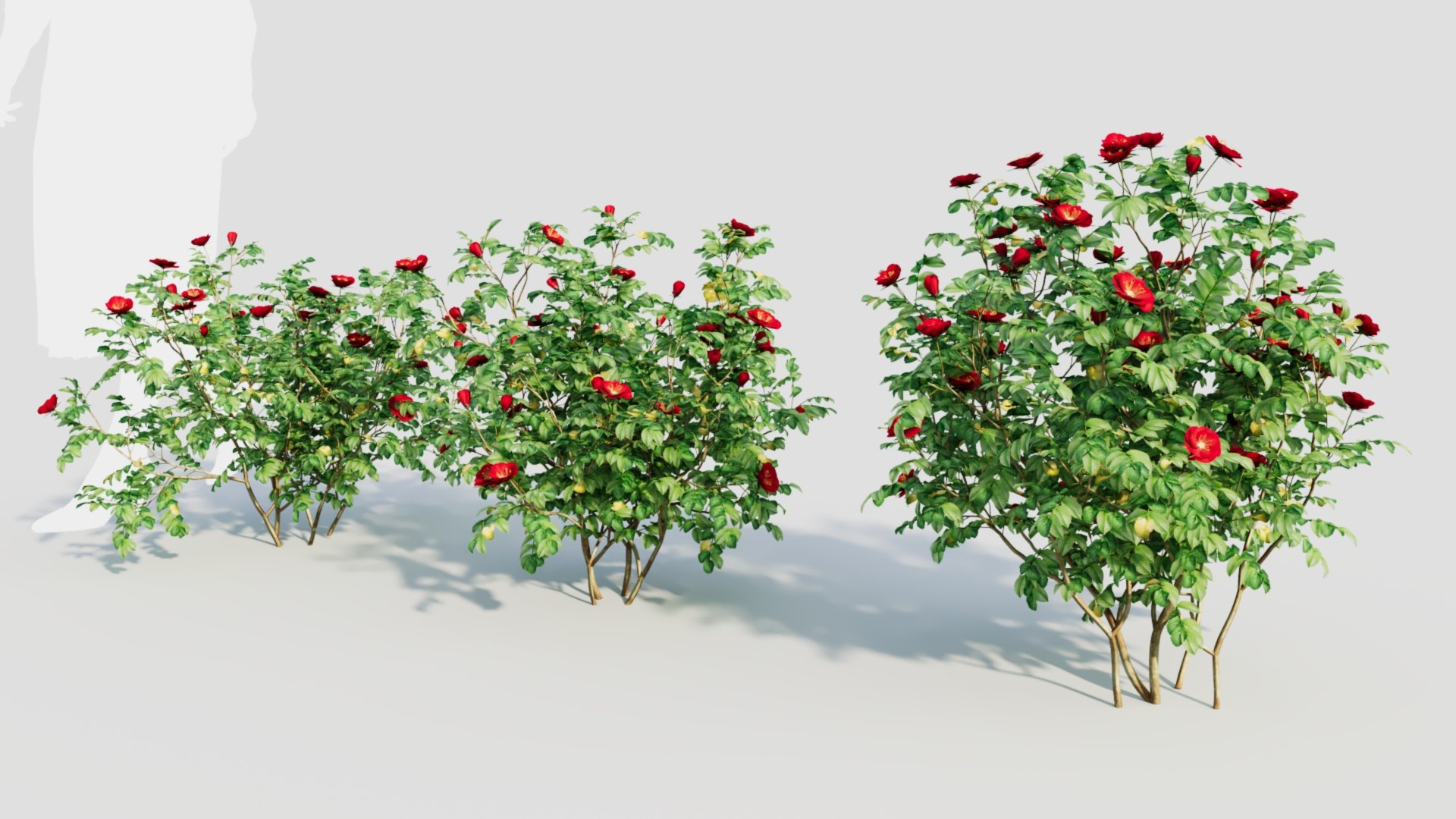 Rosa Rugosa B 3D Model - TurboSquid 2237930