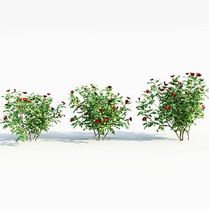 Rosa rugosa b