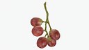 Small Bunch Grapes 1