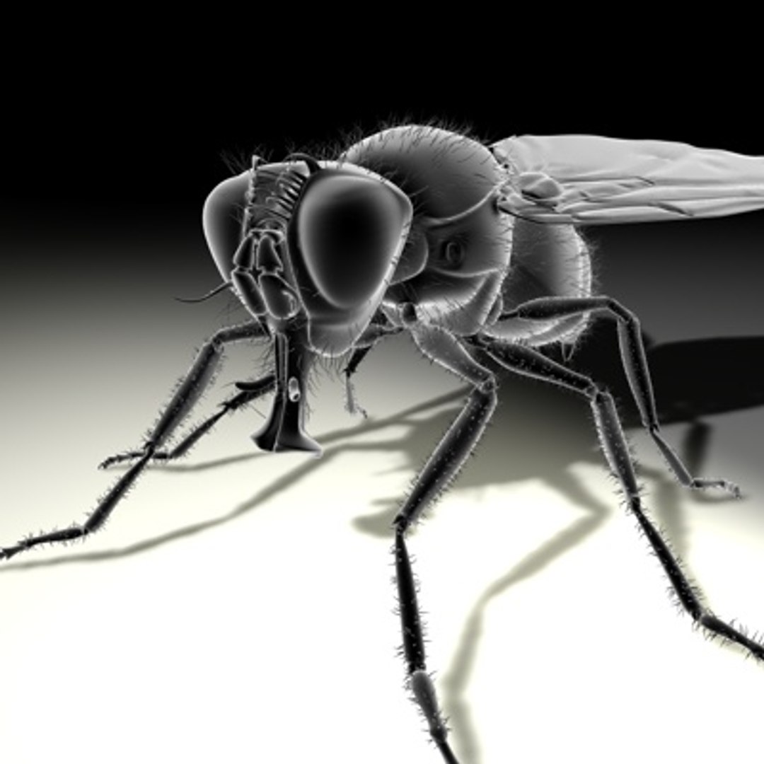 3d housefly hair model https://p.turbosquid.com/ts-thumb/Sx/pYG8HW/0osvGOcH/newhousefly04b/jpg/1279469956/1920x1080/fit_q87/8ed1342c40ff9f7c56ae4afd5d15e033817edcc3/newhousefly04b.jpg