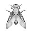 Housefly R2