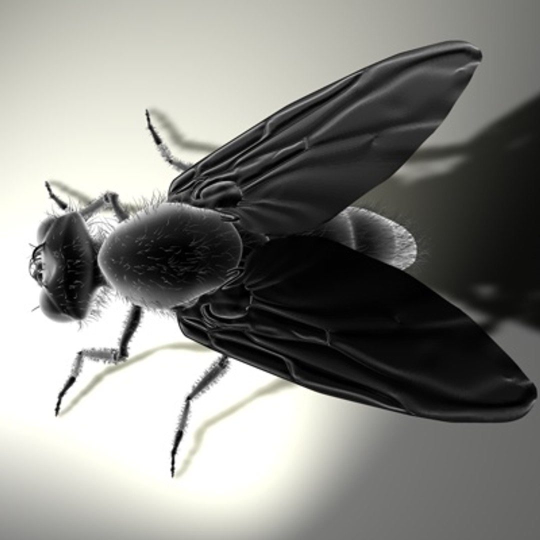 3d housefly hair model https://p.turbosquid.com/ts-thumb/Sx/pYG8HW/BQMI6cHf/newhousefly05a/jpg/1279469956/1920x1080/fit_q87/5115c86023385c29a9012872043421e6fd887e08/newhousefly05a.jpg