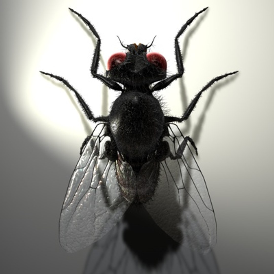 3d housefly hair model https://p.turbosquid.com/ts-thumb/Sx/pYG8HW/GXFr8XNY/newhousefly01b/jpg/1279469956/1920x1080/fit_q87/f4b3f507d639fda28277b4623677b8eee8baca0c/newhousefly01b.jpg