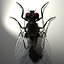 Housefly R2